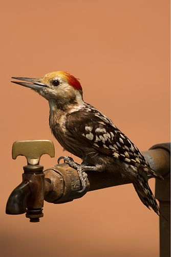 Yellow-crowned woodpecker